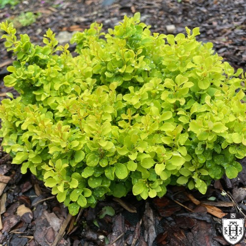 Berberis thunbergii 'Bogozam' - Thunbergi kukerpuu 'Bogozam' C3/3L